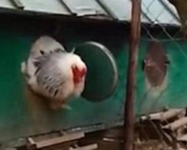 Video Of Chicken Is Going Viral. Once He’s Fully Outside The Coop, You’ll Understand Why