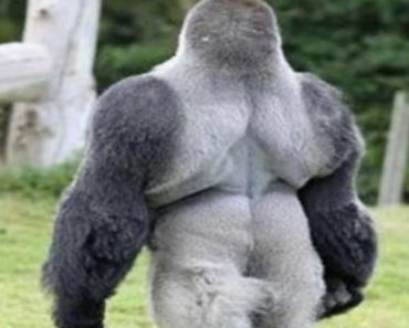 This Gorilla Is Causing Quite A Stir. When He Turns Around, You’ll See Why!