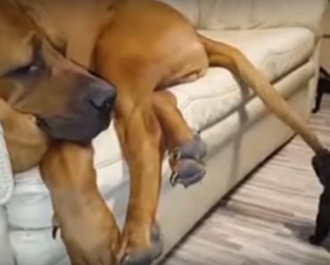 Puppy Continues To Annoy His Big Brother The Great Dane