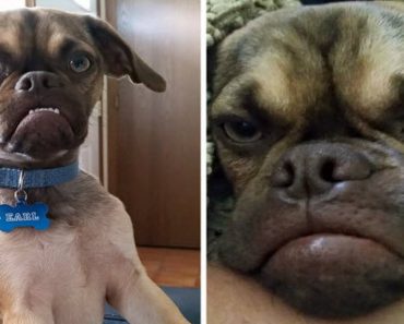 Grumpy Cat Now Has Competition With Grumpy Dog