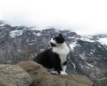 This Local Cat Plays Tourist Guide When A Man Gets Lost In Swiss Mountains