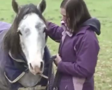 Horse Thought She Was Gone Forever, But After 3 Weeks She Returns. His Reaction Is Priceless