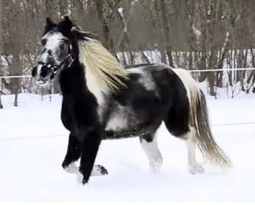 Majestic Horse Loves His Playtime In The Snow