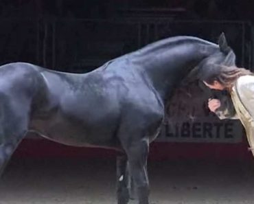 French Horse Trainer Dances With Three Friesian Stallions And Their Performance Will Take Your Breath Away
