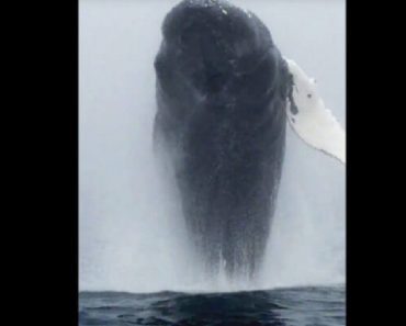 While Casually Filming The Sea, A Humpback Whale Appears