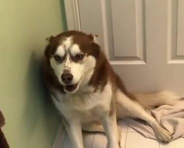Stubborn Husky Not Too Thrilled For Bath Time