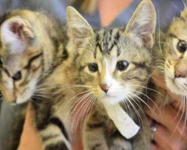 Kittens Born With A Rare Deformity Receive An Incredible Gift