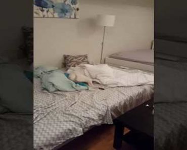 Dog Too Lazy To Say Hi To Owner