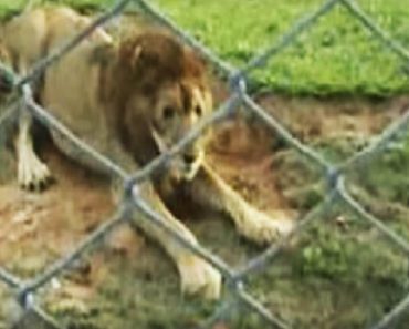 Lion Finally Free After Living In A Cage For Thirteen Years