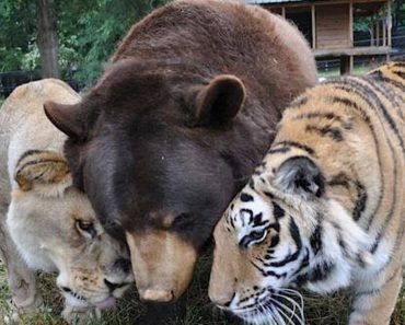Lion, Tiger, And Bear Have Been Inseparable Best Friends For 15 Years
