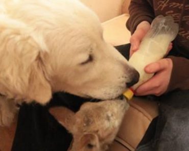 Guard Dog Helps Keep Lamb Tidy During Bottle Feeding