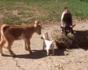 Chihuahua Works On The Farm With Her Tiny Best Friends