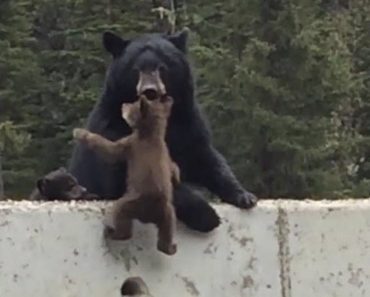 Mama Bear Saves Baby Bear