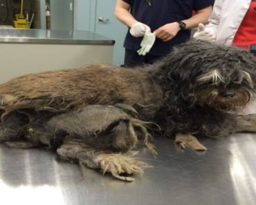 Poor Dogs Were Matted So Badly It Cut Off Their Circulation
