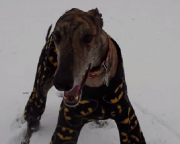 They Put Batman Pajamas On Their Greyhound And Set Him Loose In The Snow.  This Is Hilarious!