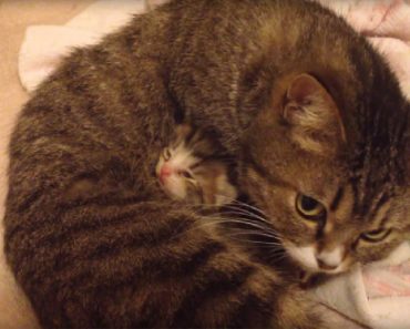 Newborn Kittens Love Snuggling With Their Mom