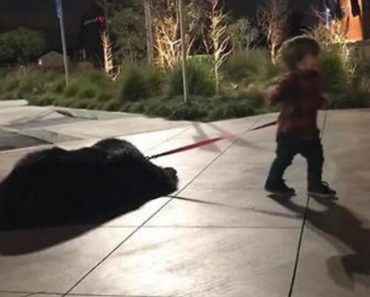 Toddler Attempts To Walk Massive Newfoundland, Adorably Fails