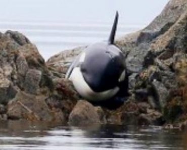 An Orca Was Stuck And Crying For Hours But Saved By Strangers In The Oddest Way