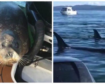 Seal Narrowly Escapes Hungry Whales By Jumping Onto A Tour Boat