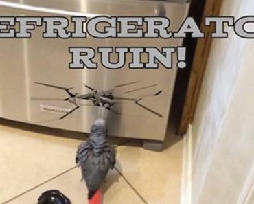 Parrot Investigates And Attempts To Destroy Refrigerator