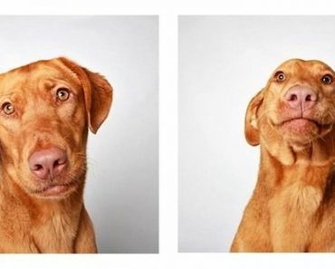 This Shelter Opted For Photobooth Style Photos Of Their Adoptable Dogs And The Results Changed Everything!