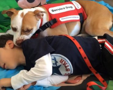 Courts Give Stevie The Pit Bull The Legal Right To Attend School With His Human Anthony