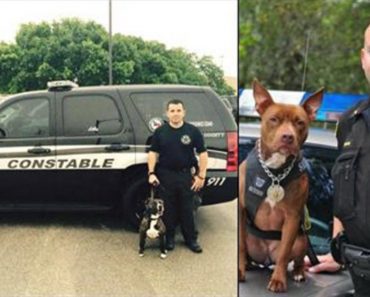 The Police Needed Cheaper K9s, So They Went To The Animal Shelter And Adopted These Pups