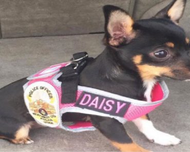 Police Officers Rescue Adorable Puppy At Crime Scene