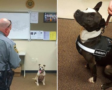 Rather Than Spend $15,000 On German Shepherds, Police Adopt Rescue Pit Bulls For The Job