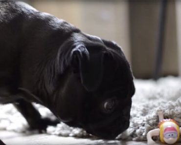 Dog Is Surprised When This Toy Starts Jumping On The Floor