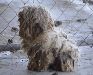 Transformation Of Dog Rescued From A Puppy Mill Is Incredible