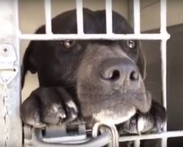 10-Month-Old Puppy Waits Patiently For His Forever Loving Home
