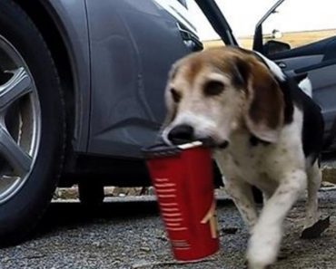 Rescue Beagle Steals Owner’s Coffee From Family Van