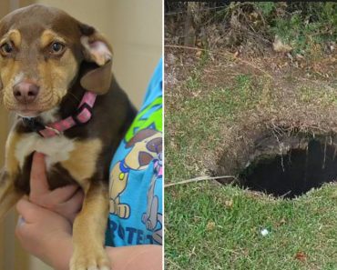 Formerly Abused Rescue Dog Leads New Family To Startling Discovery In Field Behind Their House…