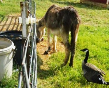 Rescued 43-Year-Old Donkey Loses His Mate And Finds A New Best Friend