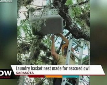 Laundry Basket Nest Made For Rescued Owl