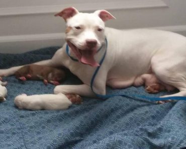 Rescued Pit Bull Clings To Her Newborn Babies At The Shelter