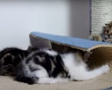 The Dancing Scottish Fold Kittens Could Not Be More Adorable