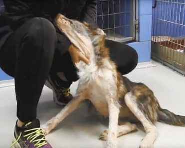 Stray Dog Found In Terrible Condition Has An Incredible Recovery