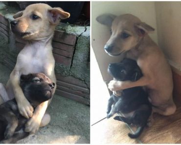 Stray Puppies Have Not Stopped Hugging One Another Ever Since Their Rescue