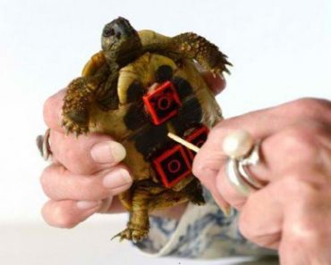Blade The Tortoise Struggled To Move Until A Vet Grabbed A Familiar Toy And Changed Everything!
