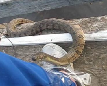 Water Snake Climbs Out Of Pond And Does Something Unusual