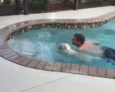 West Highland Terrier Does Cannonball Into Pool