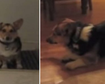 Welsh Corgi Will Not Respond To Her Owner Until He Changes His Voice