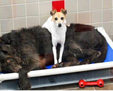 After These Two Dogs Lost Their Home, They Comfort Each Other  At The Shelter