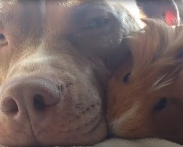 Pit Bull And His Unlikely Friend, Bond Instantly