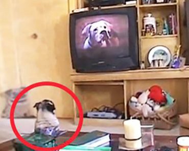 Silly Pug Has The Funniest Reaction While Watching His Favorite Movie