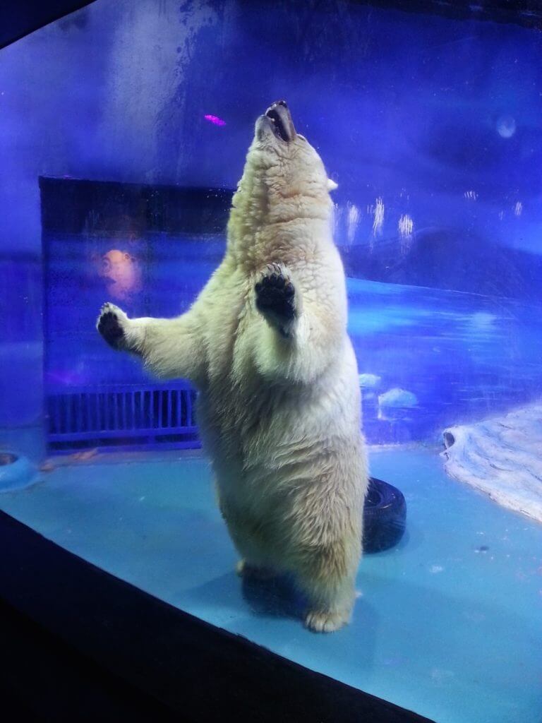 Saddest polar bear