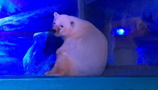 Saddest polar bear