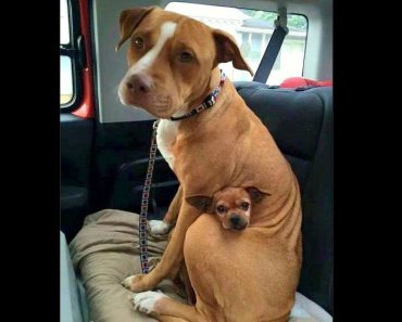 Adopted Pit Bull Refuses to Leave Shelter Without Best Friend